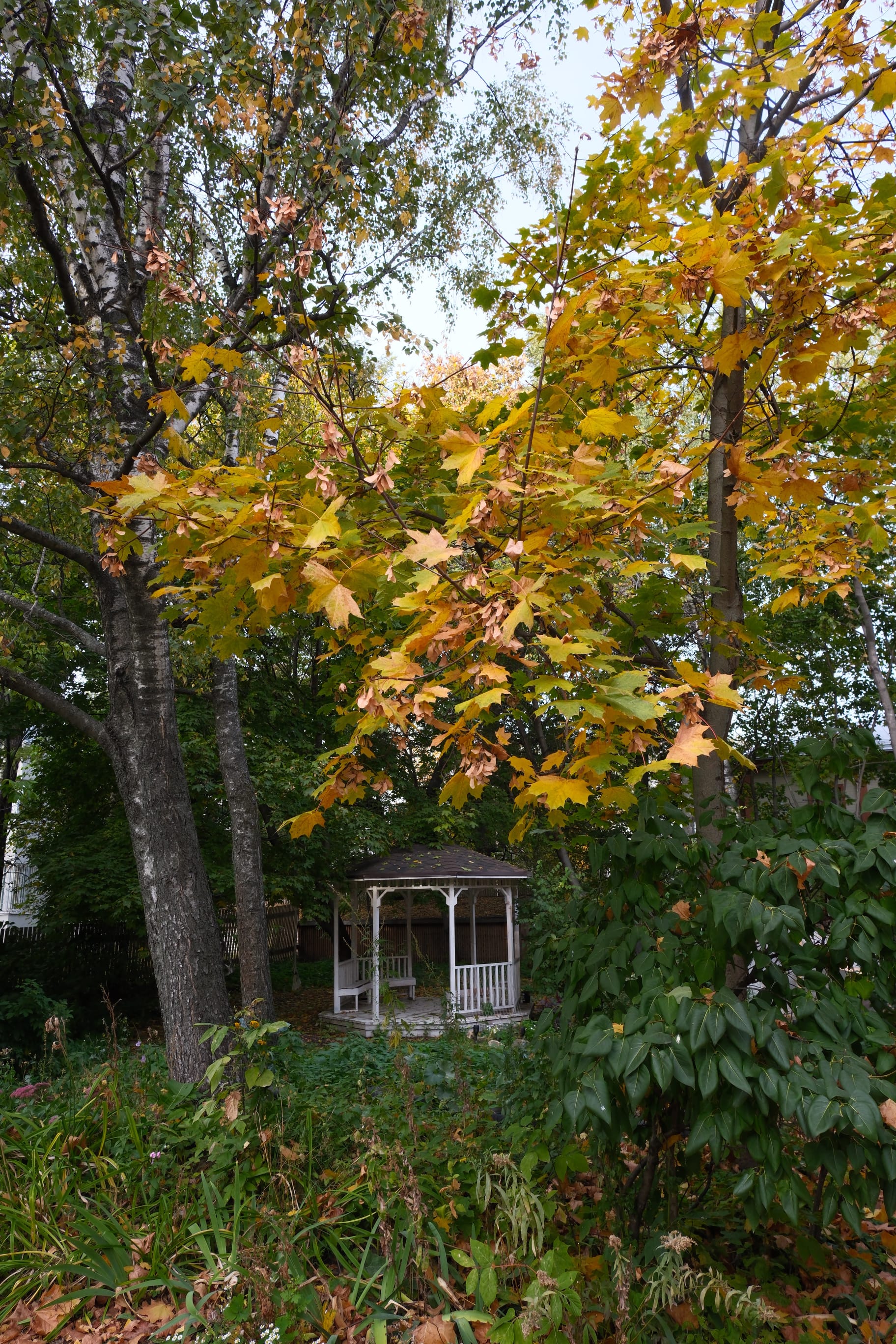 Golden autumn of 2025. Early-mid October