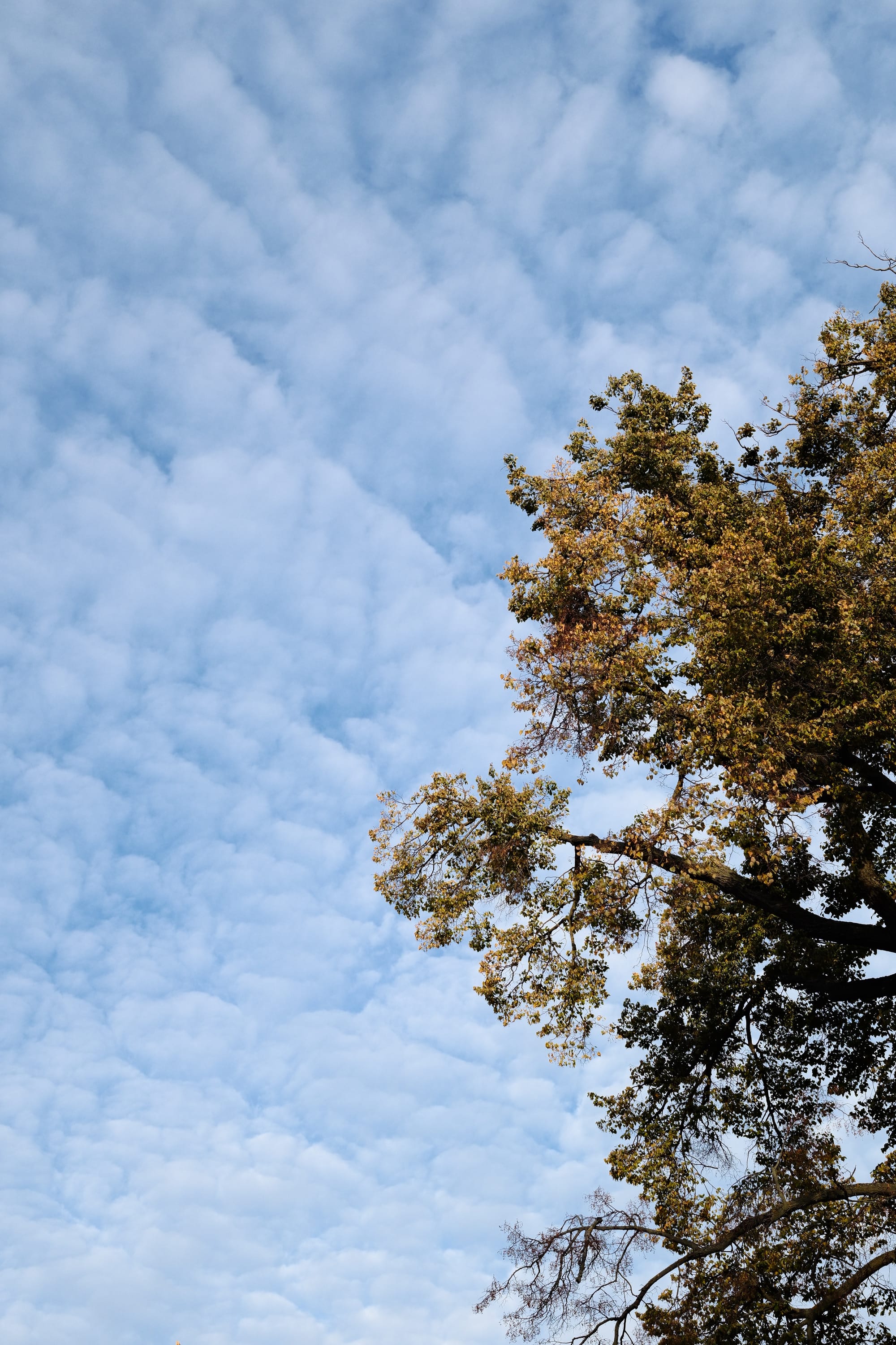 Golden autumn of 2025. Early-mid October