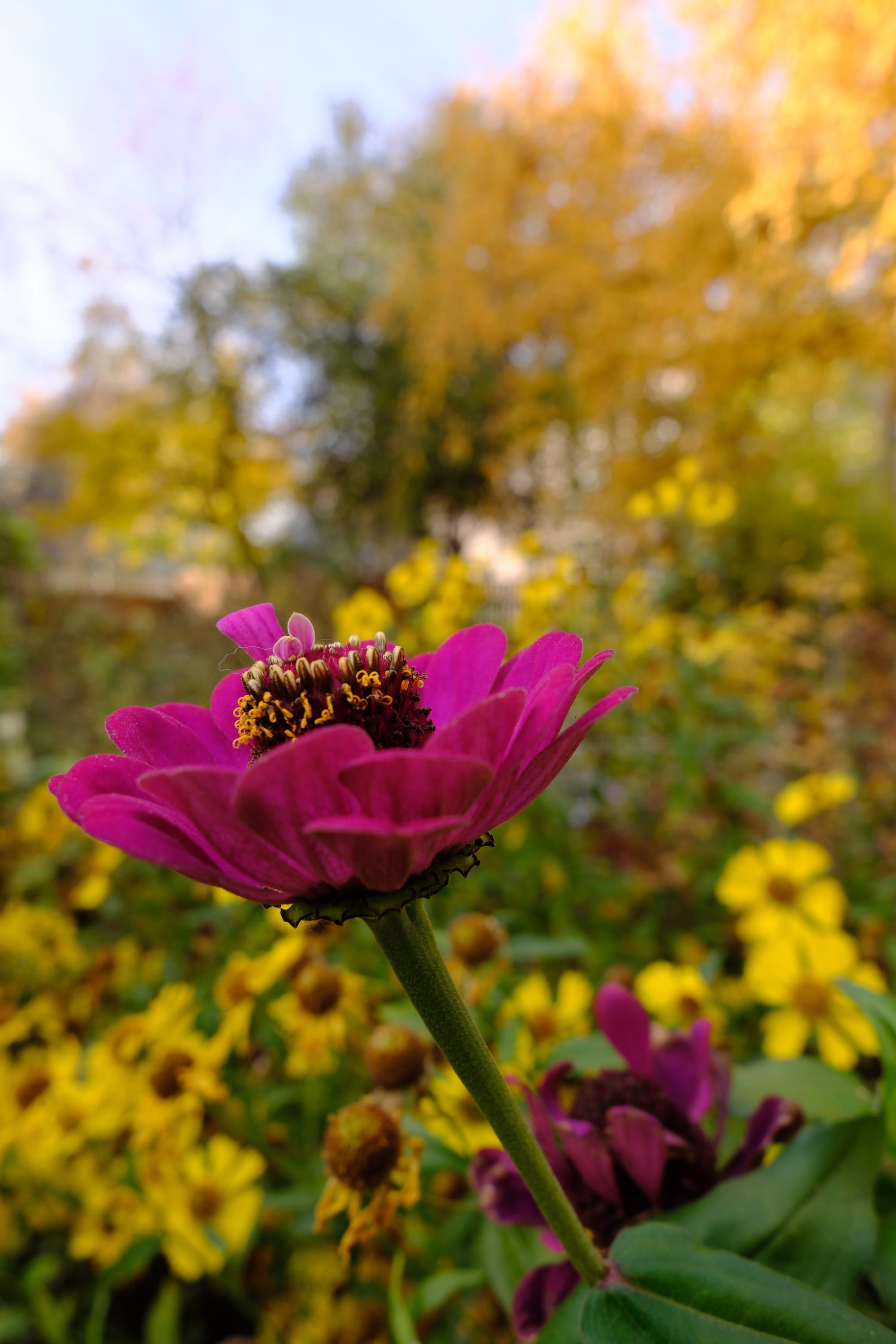 Golden autumn of 2025. Early-mid October