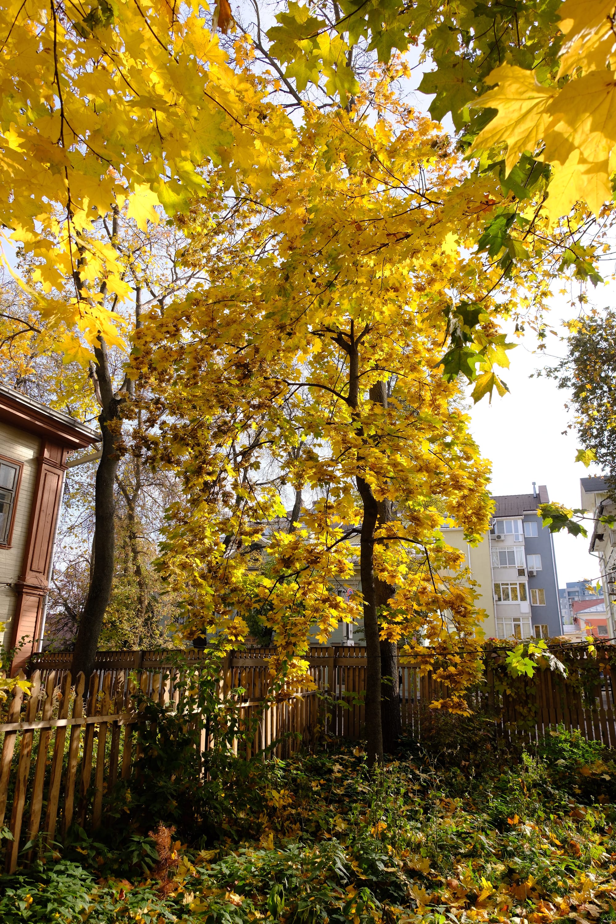 Golden autumn of 2025. Early-mid October