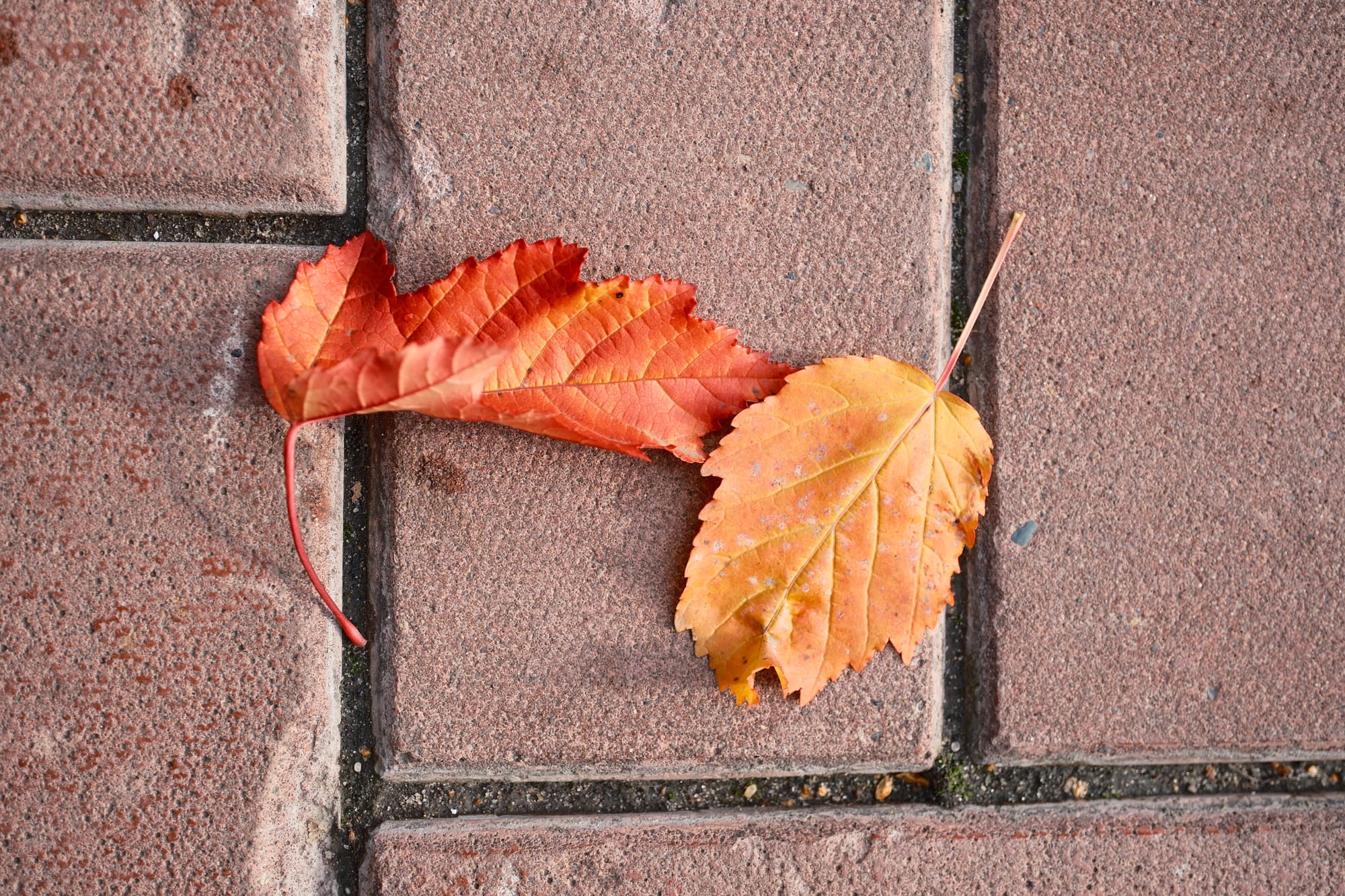 Golden autumn of 2025. Early-mid October